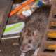 Rat in New York City